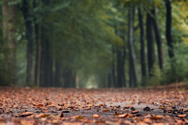 Forest Path